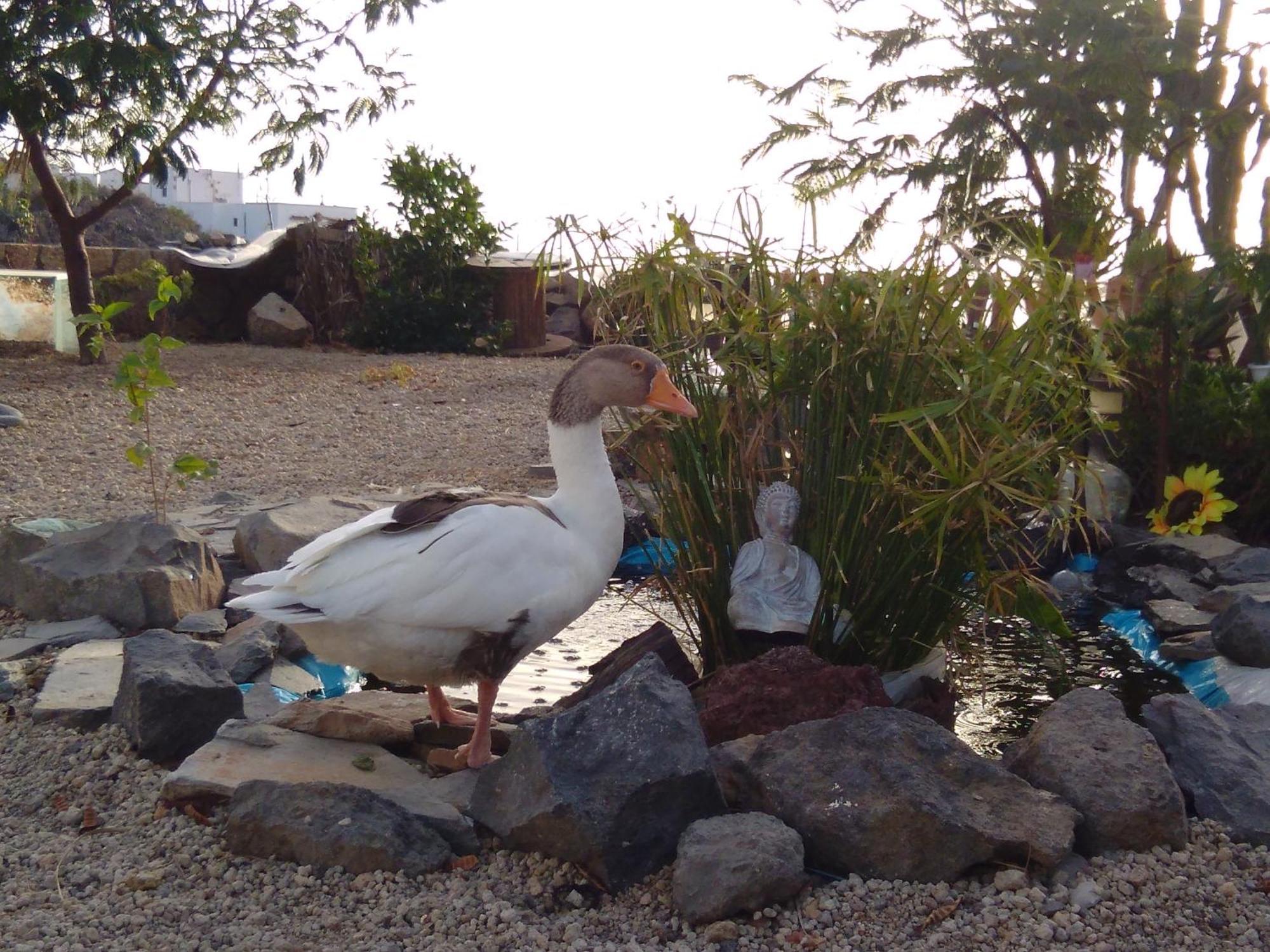 A Peaceful Country House In Tenerife Fasnia Esterno foto